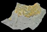 Pennsylvanian Fern (Alethopteris) Plate - Kentucky #142574-1